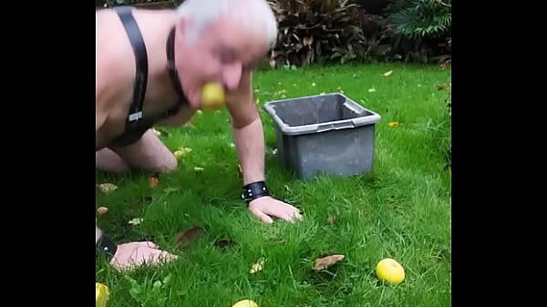 La truie ramasse des pommes.